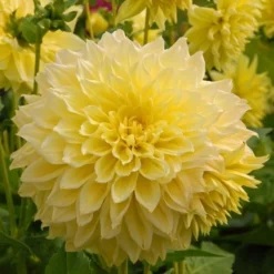 Dahlia 'Kelvin Floodlight' 8 Dahlia 'Kelvin Floodlight' -Tree Bower Sales x600 27384