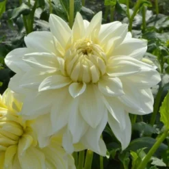 Dahlia 'La Luna' -Tree Bower Sales x600 27386