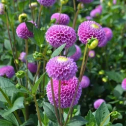 Dahlia 'Franz Kafka' 7 Dahlia 'Franz Kafka' -Tree Bower Sales x600 27389