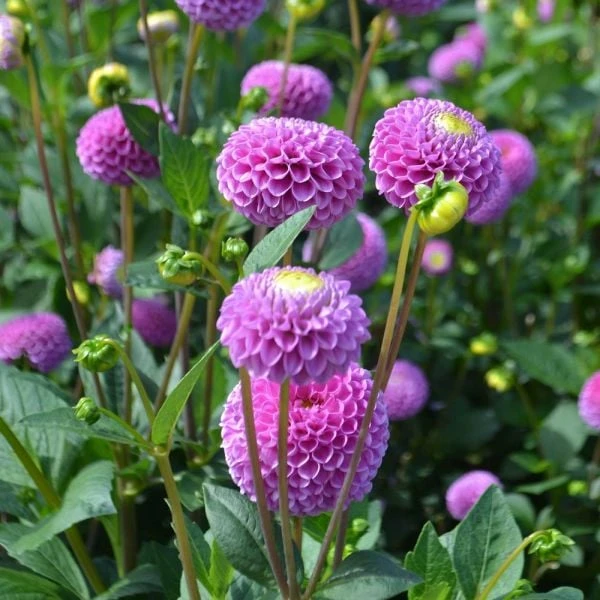 Dahlia 'Franz Kafka' 3 Dahlia 'Franz Kafka' - Image 3