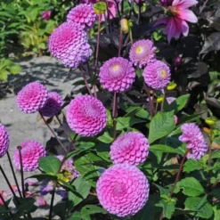 Dahlia 'Franz Kafka' 8 Dahlia 'Franz Kafka' -Tree Bower Sales x600 27390