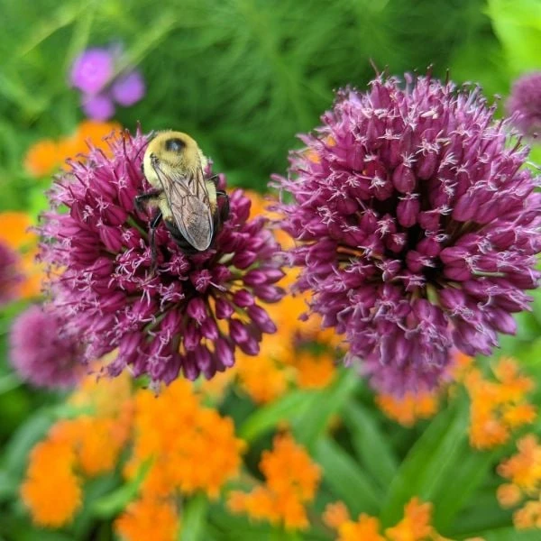 Allium Sphaerocephalon 6 Allium Sphaerocephalon - Image 6