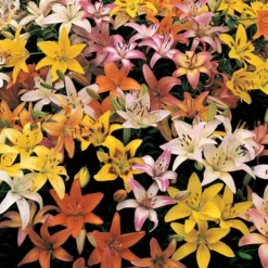 Lilium Naturalizing Mix -Tree Bower Sales x600 27732