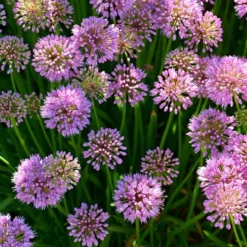 Allium 'Millenium' 11 Allium 'Millenium' -Tree Bower Sales x600 27880