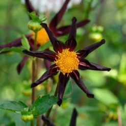 Dahlia 'Verrone's Obsidian' -Tree Bower Sales x600 27992