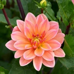 Dahlia 'Doctor P.H. Riedl' -Tree Bower Sales x600 28267
