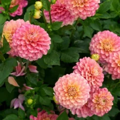 Dahlia 'Milena Fleur' -Tree Bower Sales x600 28274