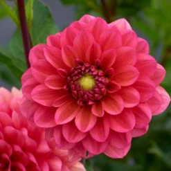 Dahlia 'Salmon Runner' -Tree Bower Sales x600 28278