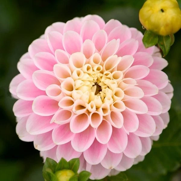 Dahlia 'Wizard Of Oz' 2 Dahlia 'Wizard Of Oz' - Image 2