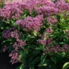 Eupatorium Purpureum Euphoria™ Ruby