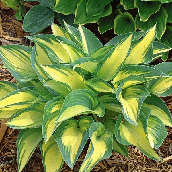 Hosta 'June' 1 Hosta 'June'
