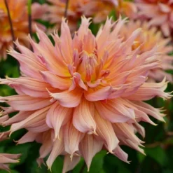 Dahlia 'Omega' -Tree Bower Sales x600 28459