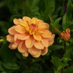 Dahlia 'Ginger Snap' -Tree Bower Sales x600 28472