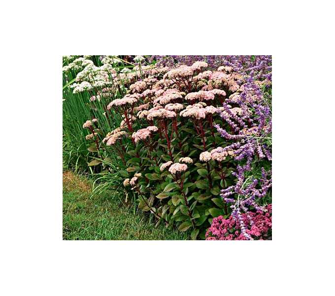 Sedum Telephium 'Matrona' 1 Sedum Telephium 'Matrona'