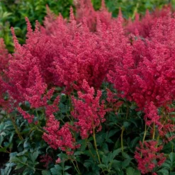 Astilbe 'Montgomery' 5 Astilbe 'Montgomery' -Tree Bower Sales x600 28659