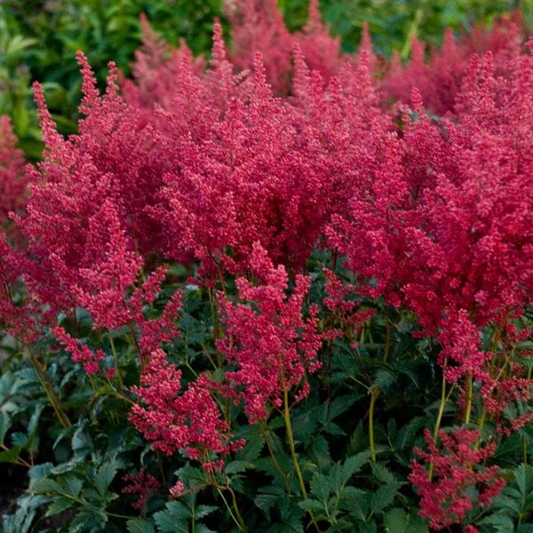 Astilbe 'Montgomery' 3 Astilbe 'Montgomery' - Image 3