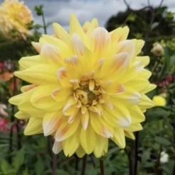 Dahlia 'Peaches And Cream' -Tree Bower Sales x600 28732