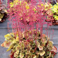Heuchera Northern Exposureâ„¢ Sienna