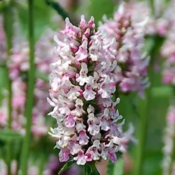 Stachys 'Summer Crush' -Tree Bower Sales x600 28811
