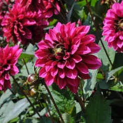 Dahlia 'Purple Haze' 6 Dahlia 'Purple Haze' -Tree Bower Sales x600 28859