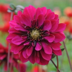 Dahlia 'Purple Haze' 7 Dahlia 'Purple Haze' -Tree Bower Sales x600 28860
