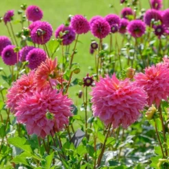 Dahlia 'Omega' -Tree Bower Sales x600 28913