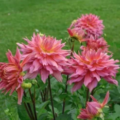 Dahlia 'Omega' -Tree Bower Sales x600 28914
