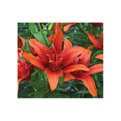 Bold Colors Asiatic Lily Mix -Tree Bower Sales x600 2897