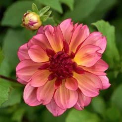 Dahlia 'Rawhide' -Tree Bower Sales x600 29000
