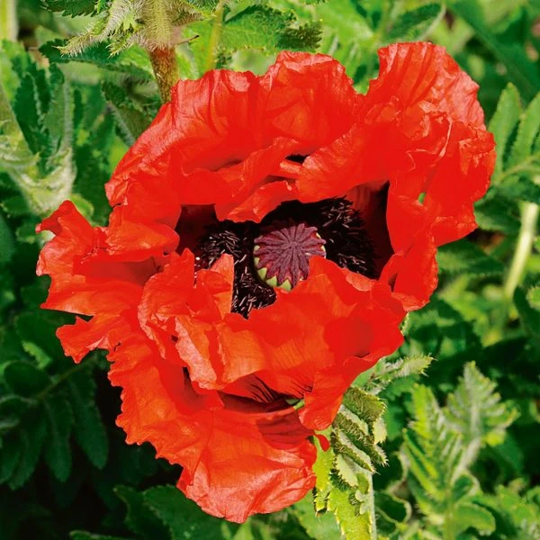 Papaver Orientale 'Doubloon' 1 Papaver Orientale 'Doubloon'