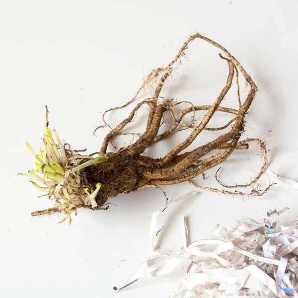 Papaver Orientale 'Curlilocks' 1 Papaver Orientale 'Curlilocks'