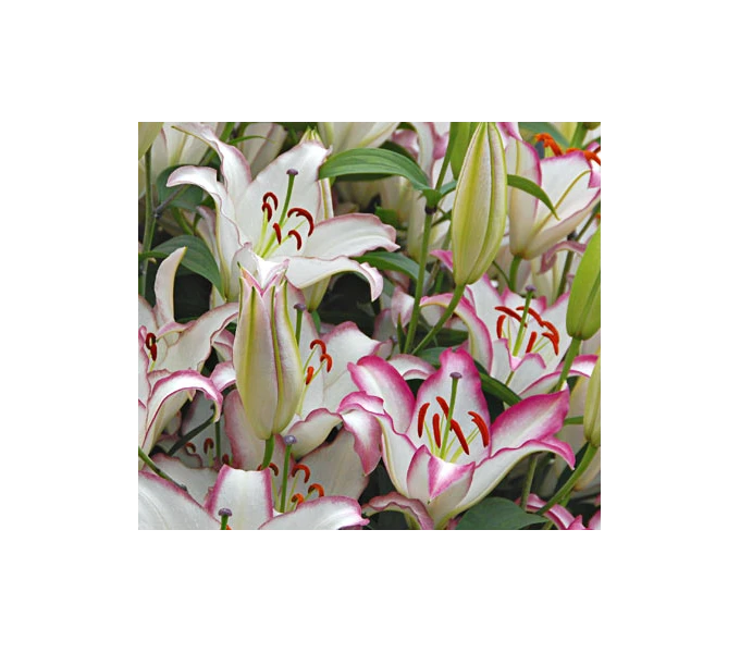 Lilium 'Hotline' 1 Lilium 'Hotline'