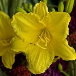Hemerocallis (Daylily) 'Happy Returns' -Tree Bower Sales x600 29065
