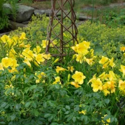 Hemerocallis (Daylily) 'Happy Returns' -Tree Bower Sales x600 29066