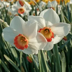 Narcissus 'Colin's Joy'