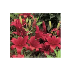 Bold Colors Asiatic Lily Mix -Tree Bower Sales x600 2918 1