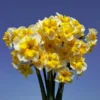 Narcissus 'Life Is Good'