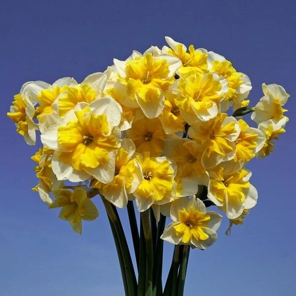 Narcissus 'Life Is Good' 1 Narcissus 'Life Is Good'