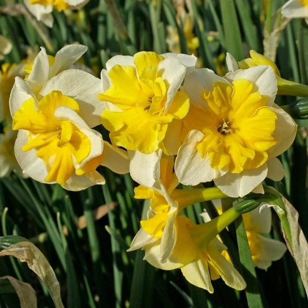 Narcissus 'Life Is Good' 2 Narcissus 'Life Is Good' - Image 2