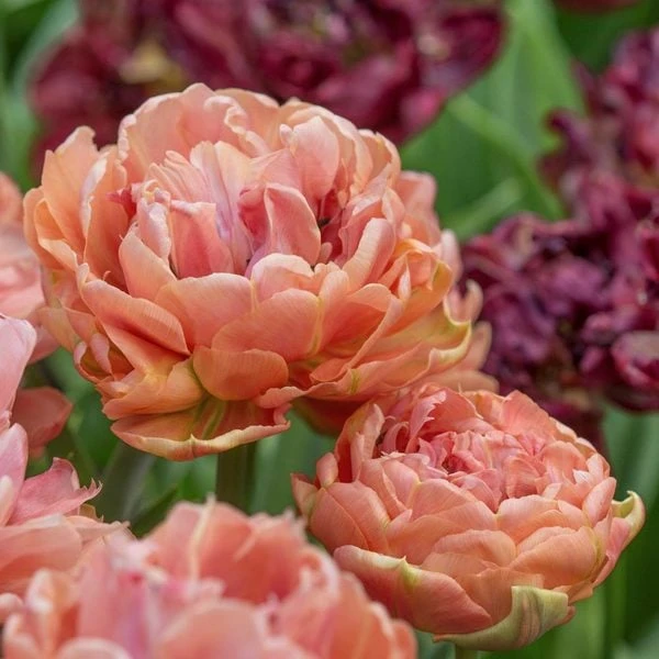 Tulip 'Copper Image' 1 Tulip 'Copper Image'