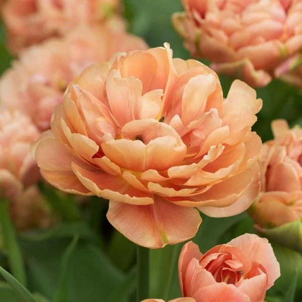 Tulip 'Copper Image' 2 Tulip 'Copper Image' - Image 2