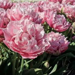 Tulip 'Sugar Crystal'