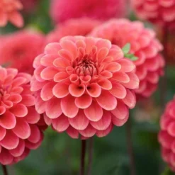 Dahlia 'Zundert Mystery Fox' 5 Dahlia 'Zundert Mystery Fox' -Tree Bower Sales x600 29337