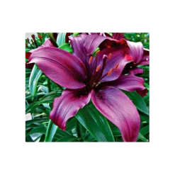 Bold Colors Asiatic Lily Mix -Tree Bower Sales x600 2938