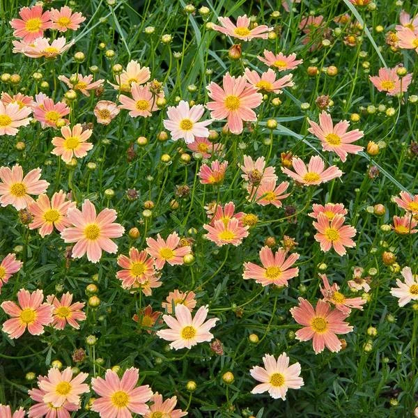 Coreopsis Verticillata Crème Caramel™ 1 Coreopsis Verticillata Crème Caramel™