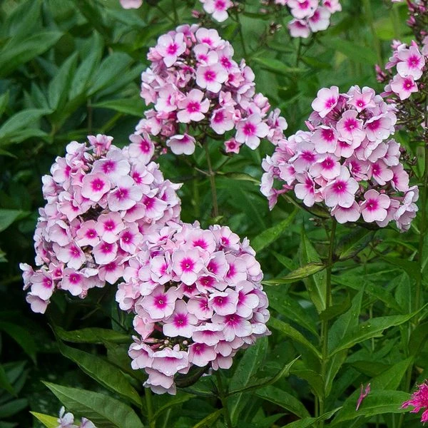 Phlox Paniculata 'Bright Eyes' 1 Phlox Paniculata 'Bright Eyes'