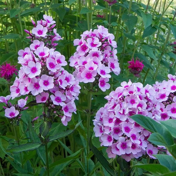 Phlox Paniculata 'Bright Eyes' 2 Phlox Paniculata 'Bright Eyes' - Image 2