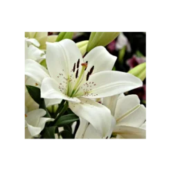 Bold Colors Asiatic Lily Mix -Tree Bower Sales x600 2947