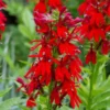 Lobelia Cardinalis