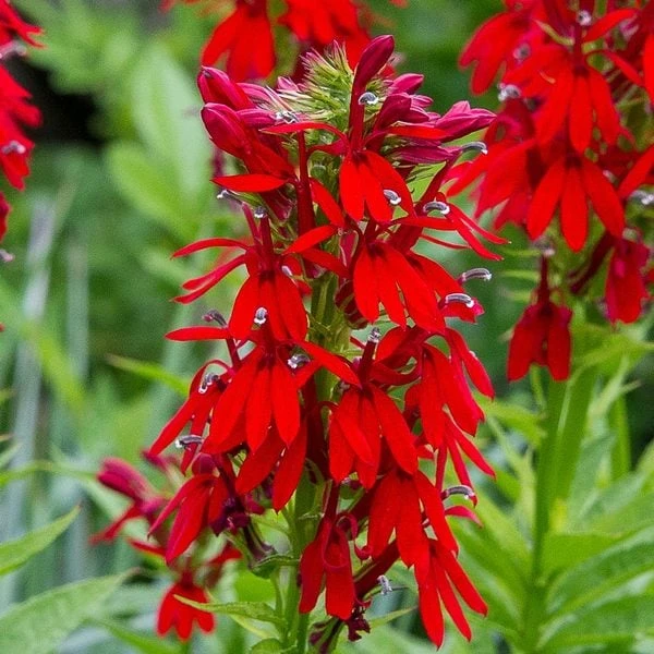 Lobelia Cardinalis 1 Lobelia Cardinalis